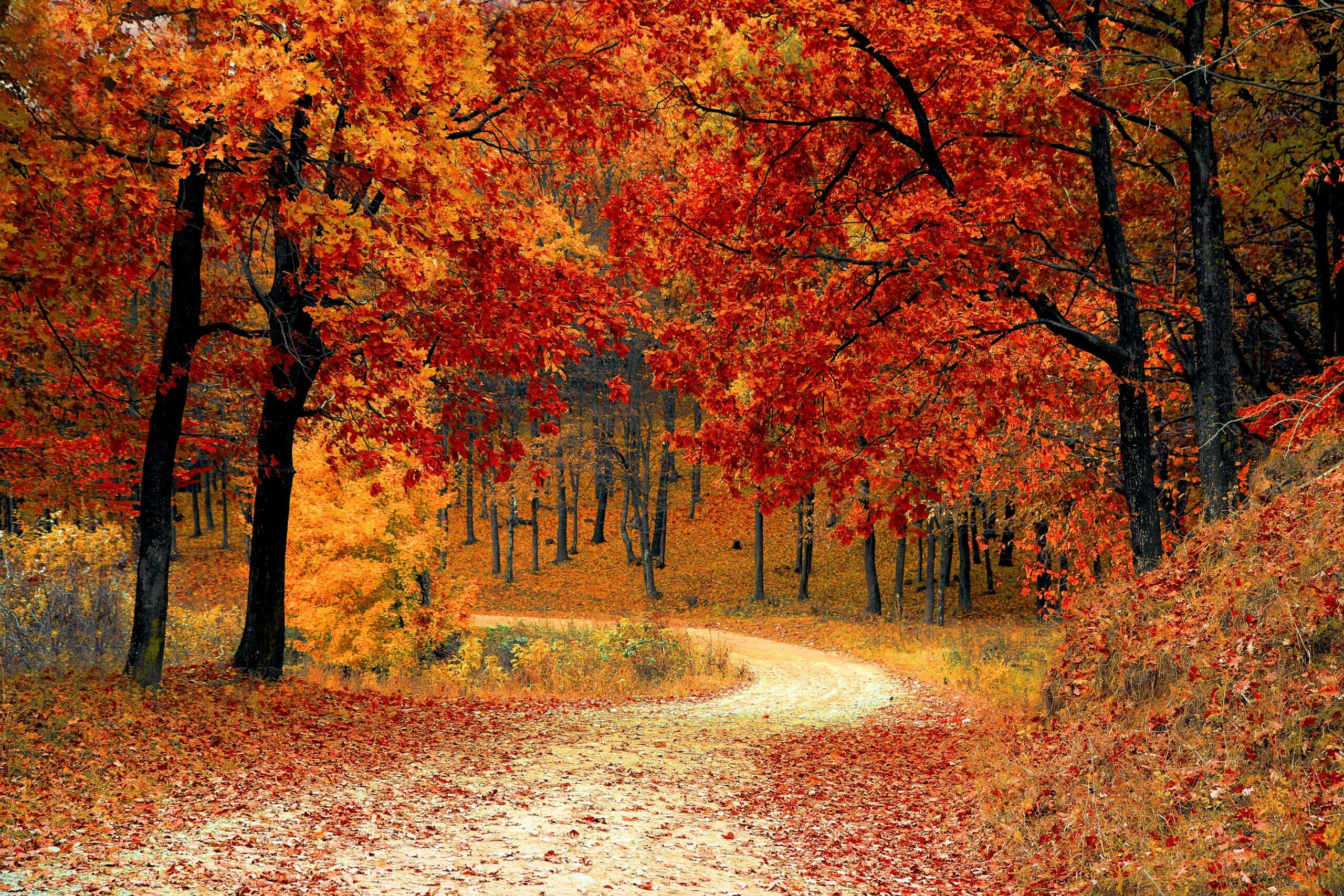 Red leaf trees near the road.